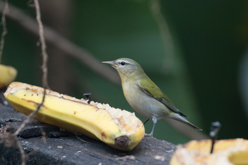 Tennessee Warbler